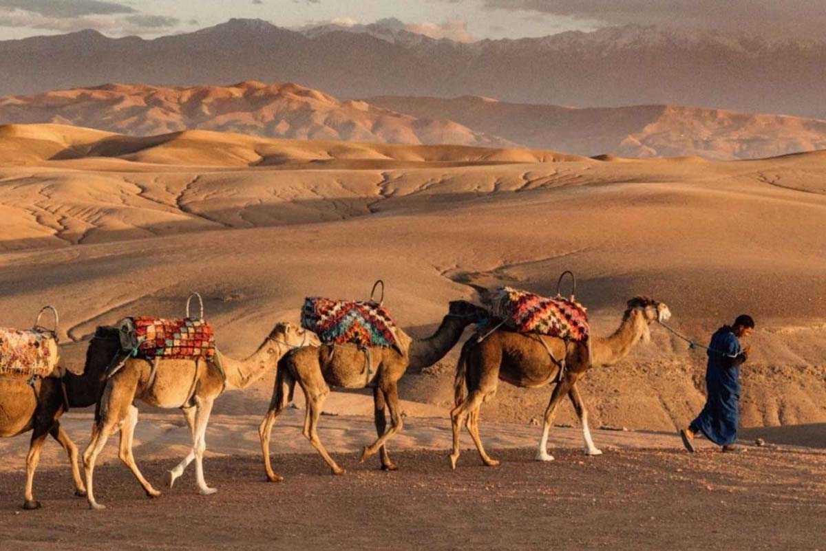 Dromedary Ride in Agafay Desert